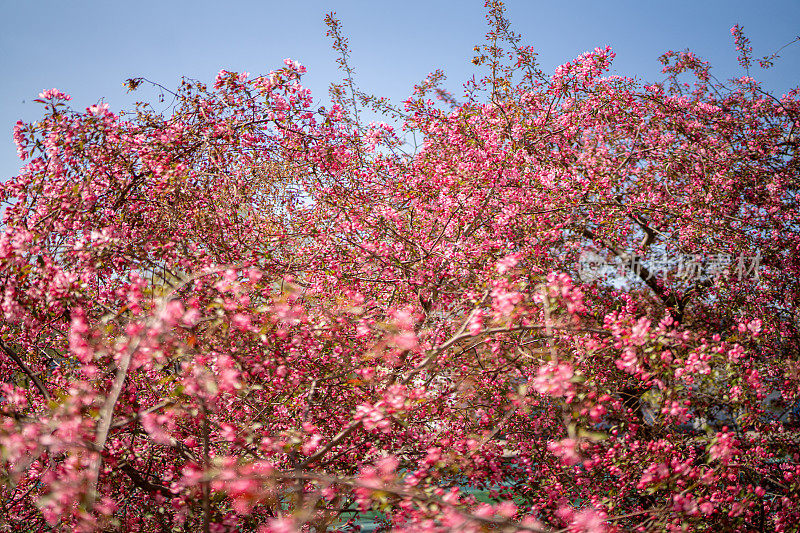 野生樱花