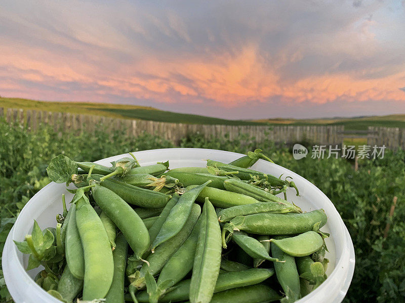 风景秀丽的南阿尔伯塔草原日落和新鲜采摘的蔬菜花园豌豆