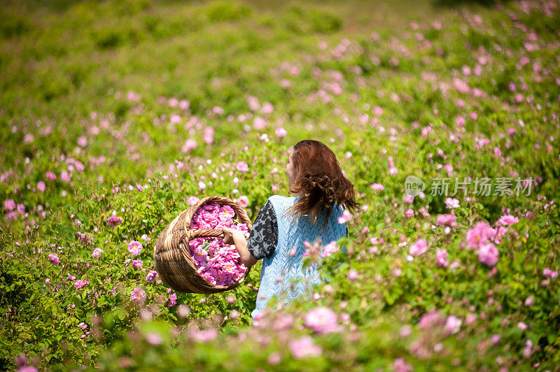 在玫瑰花园里收集玫瑰的女人