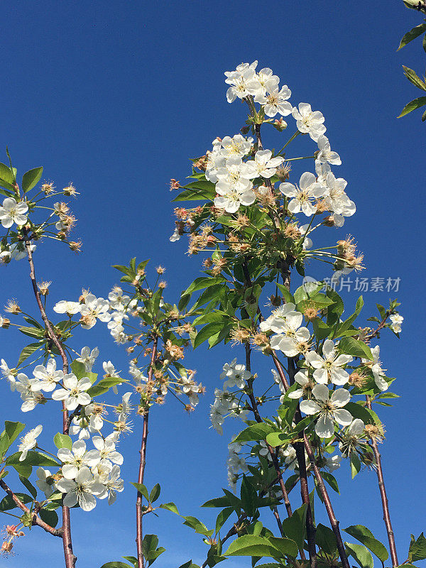 水果花