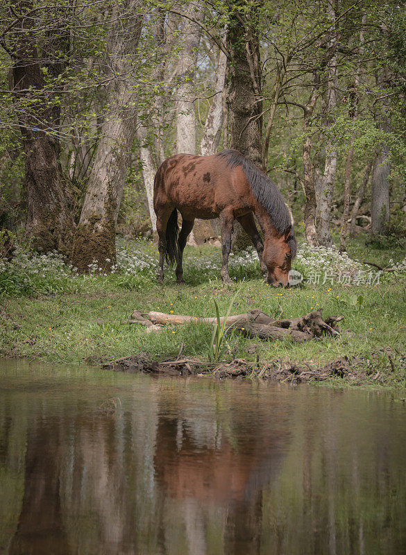新森林小马喂养小溪