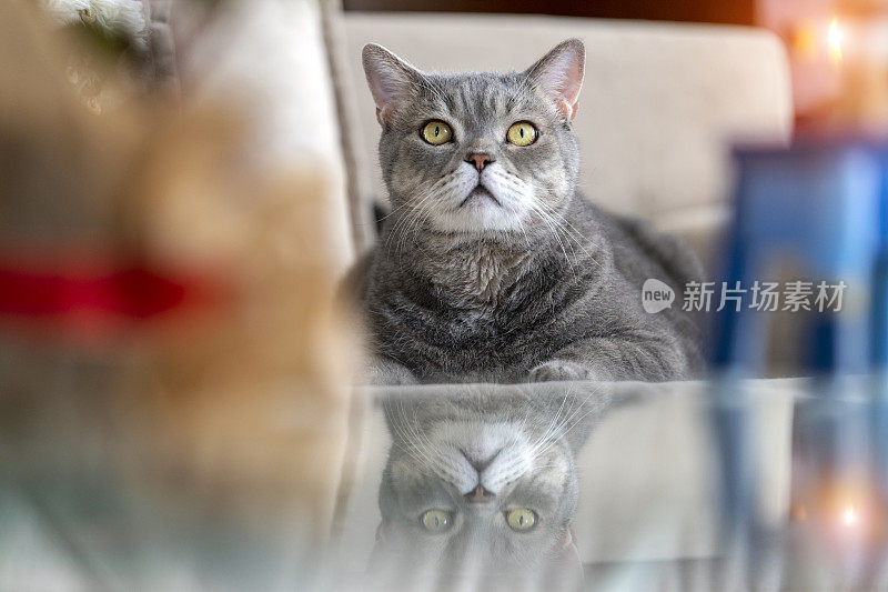 灰色的短毛猫在客厅的沙发上