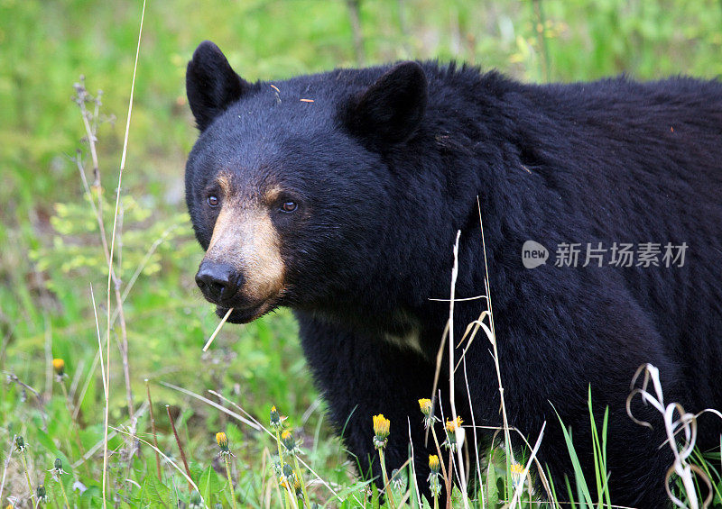 加拿大荒野中的黑熊