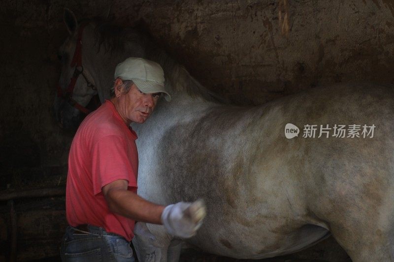 成熟的男人照顾干净的马