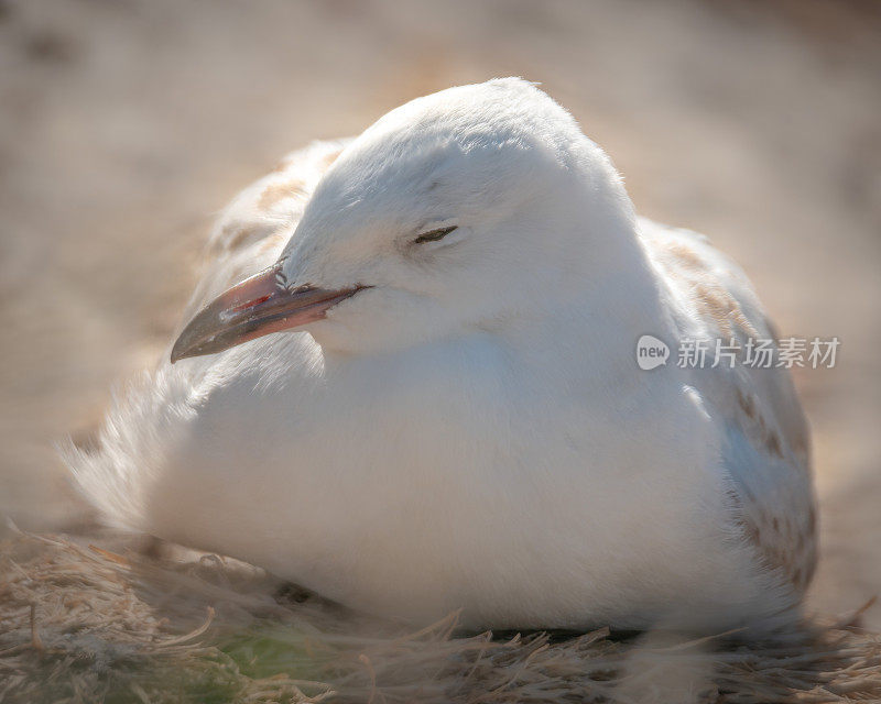 奥塔哥半岛休息的幼红嘴海鸥