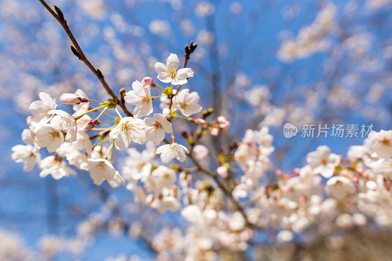 蓝色的天空中绽放着樱花