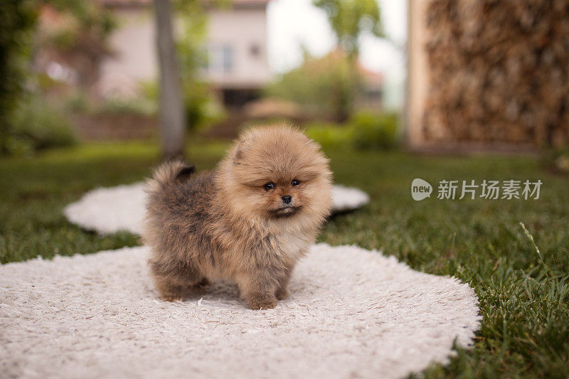 毛茸茸的小狗在后院玩耍