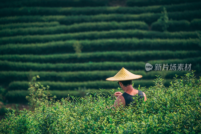 戴着亚洲传统帽子的男子在种植园里采茶