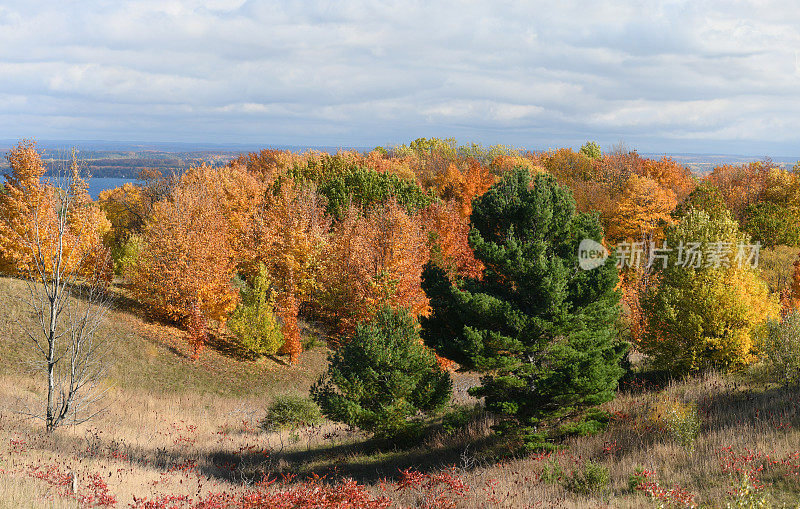 密歇根州山上的秋天森林