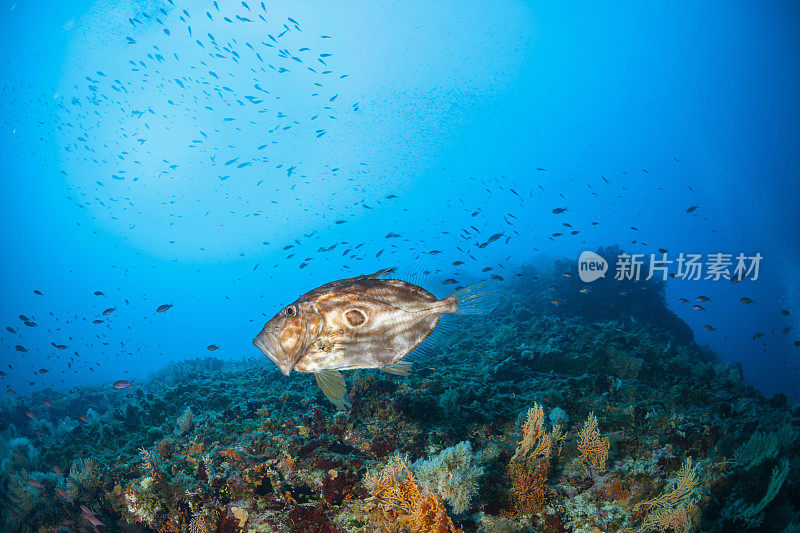 水下约翰多利，圣皮埃尔或彼得的鱼，深海海洋生物地中海海洋水肺潜水员的观点水动物