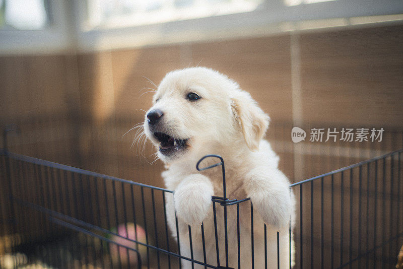 图为一只白色的金毛猎犬小狗在笼子里接受如厕训练