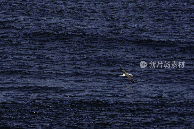 海豹和信天翁殖民地新西兰