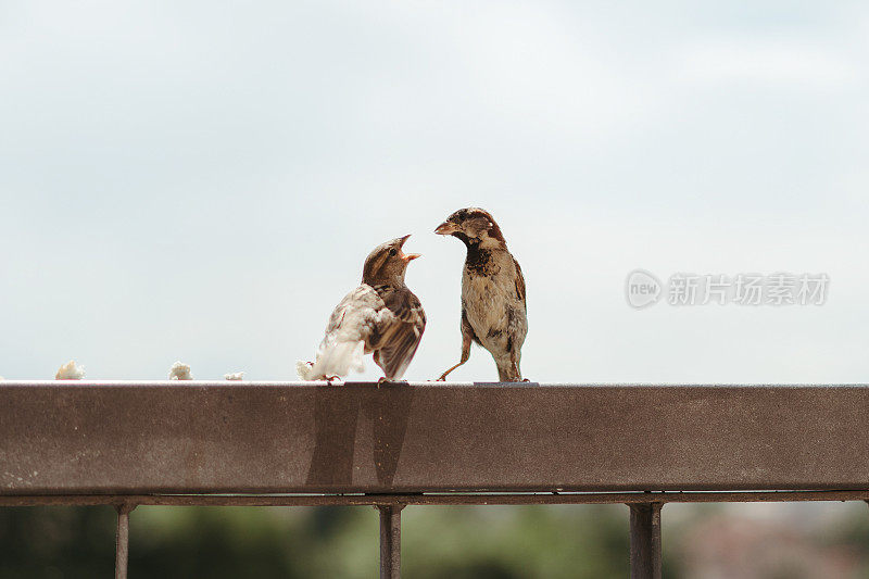 小麻雀鸟在法国吃，喂自己，并争取面包片在一个部分阴天晴天