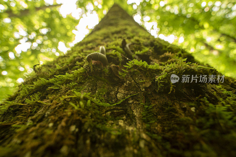 从下面的广角视野背光的苔藓生长在树干和千足虫爬行