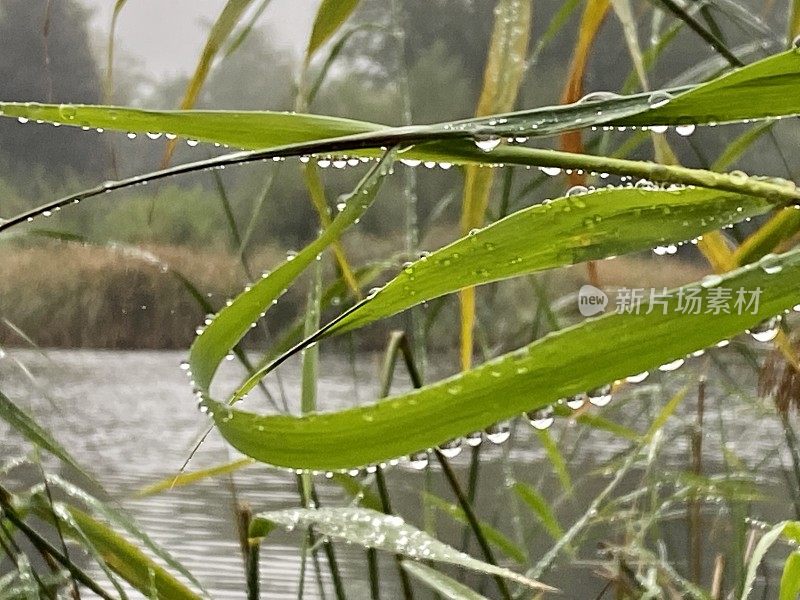 雨滴像珍珠