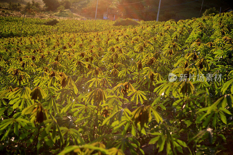 巴伊亚的木薯种植园