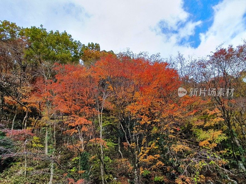 韩国济州岛的秋季景观