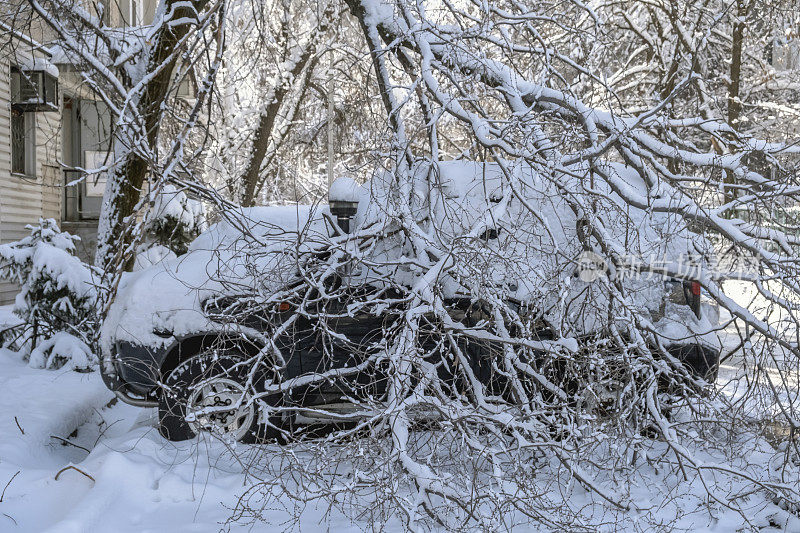 一棵折断的树倒在停放的汽车上，暴风雪过后损坏了汽车。冬天暴风雪过后，树倒在汽车上