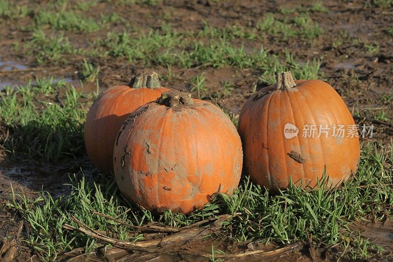 这张在积水地里生长的、成熟的、橙色的南瓜特写照片准备在万圣节出售，重点放在前景