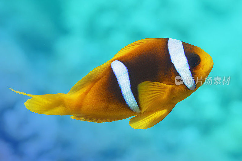 海葵小丑鱼水下海洋生物珊瑚礁水下照片水肺潜水员观点