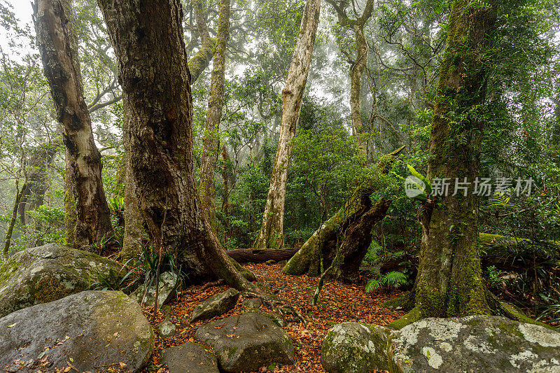 雨林清理和南极山毛榉树