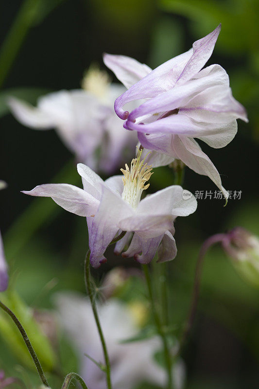 欧洲耧斗菜开花