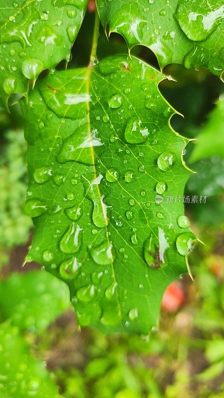 叶子雨滴