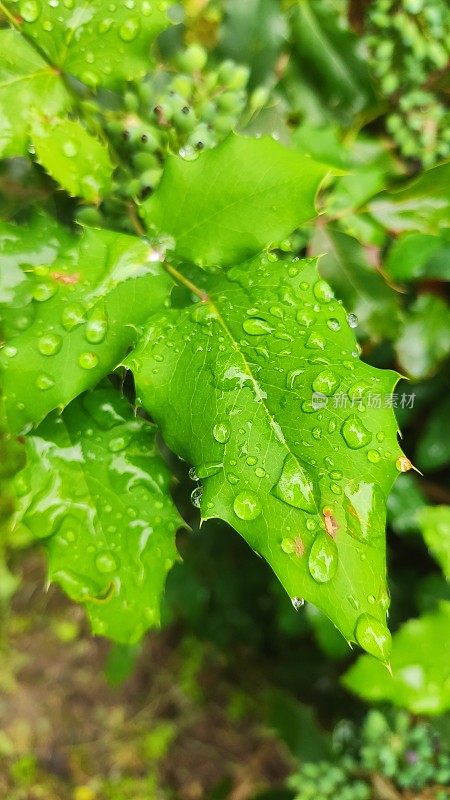 叶子雨滴