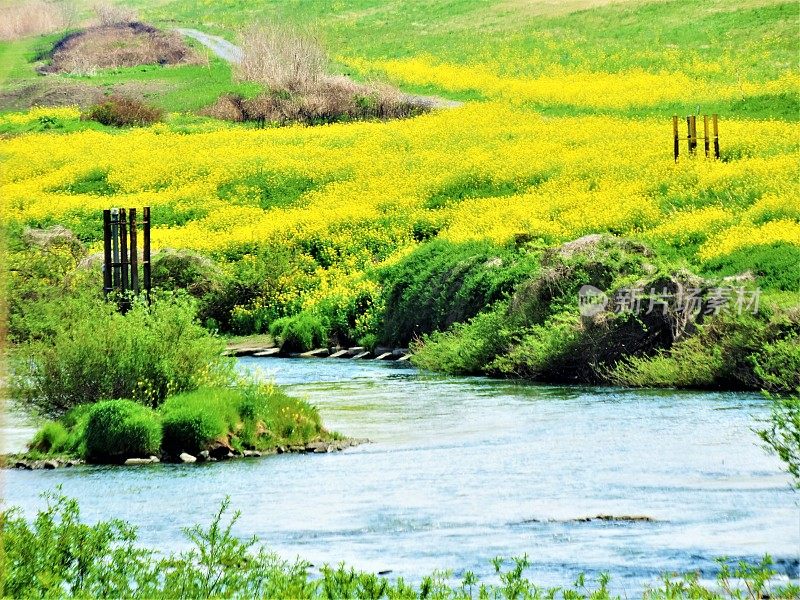 日本。4月。渡濑河，北关东地区的主要河流，在晴朗的春日。