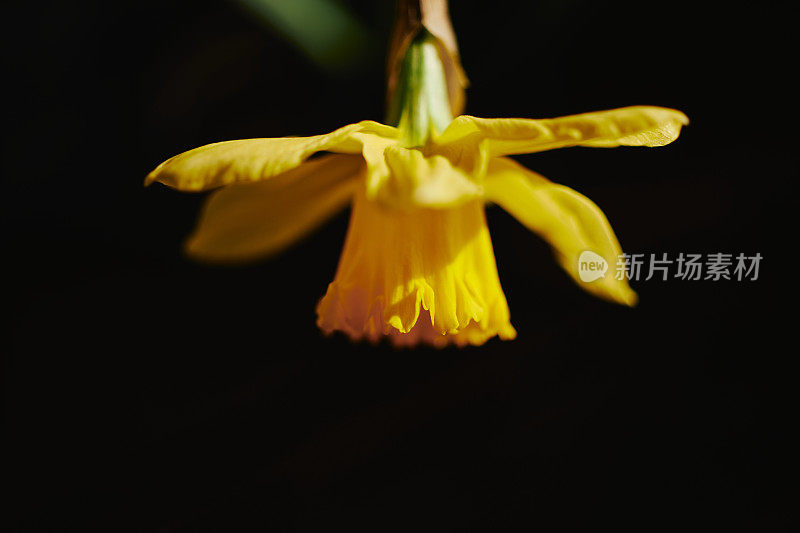 一个水仙花的特写，浅的焦点和充满活力的颜色，以黑色的背景。