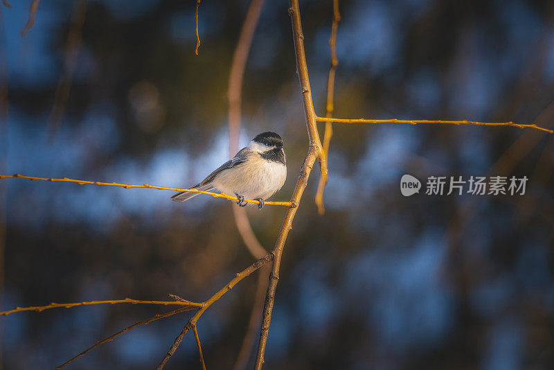 在冬天很漂亮，栖息在树枝上