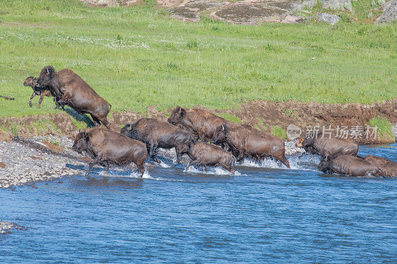 野牛或野牛群大多是母野牛和幼野牛离开河流