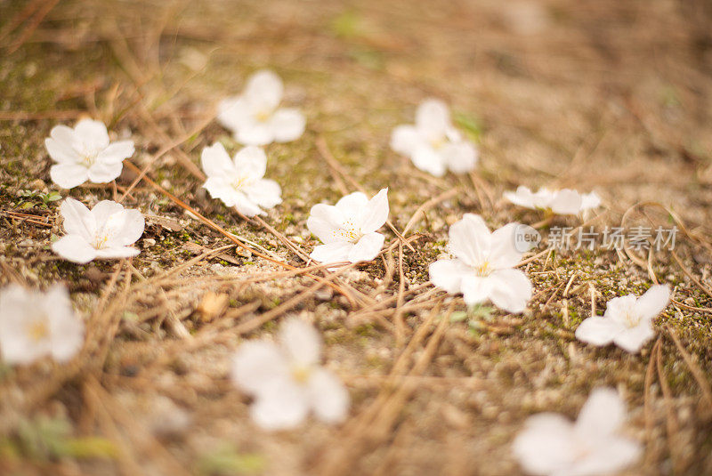 樱花