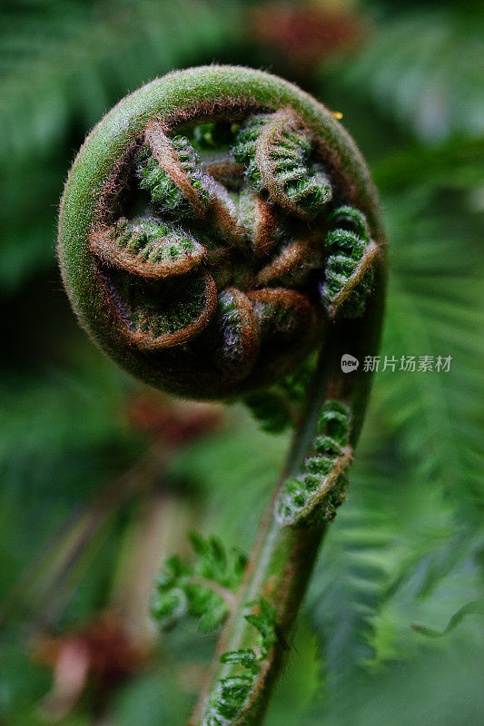 展开蕨类植物