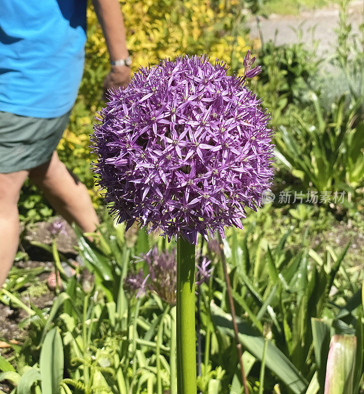 葱属植物