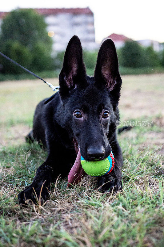 一只德国牧羊犬带着它的球在后院的草坪上