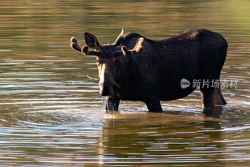 公驼鹿在湖里吃草、涉水