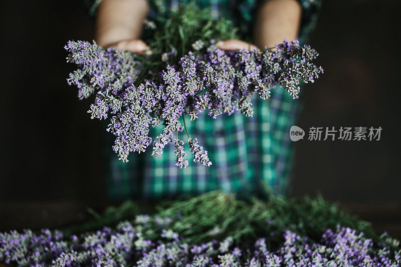 女子整理薰衣草花束