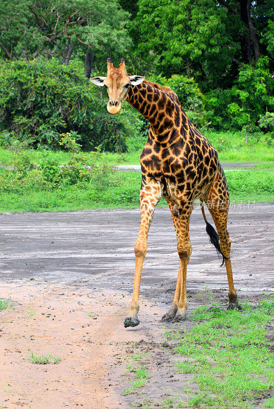 西非长颈鹿-好斗的雄性，萨卢姆三角洲国家公园-法萨拉保护区，塞内加尔