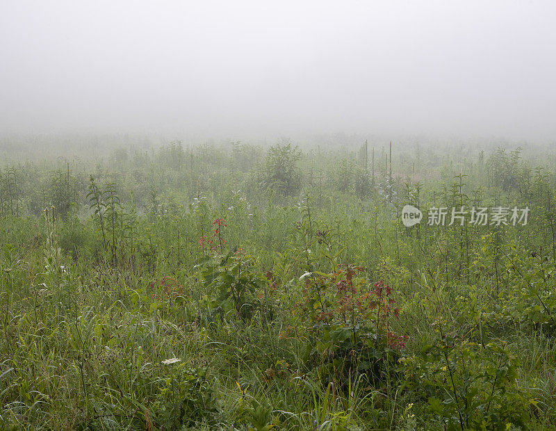 福吉谷国家历史公园的大雾清晨草地