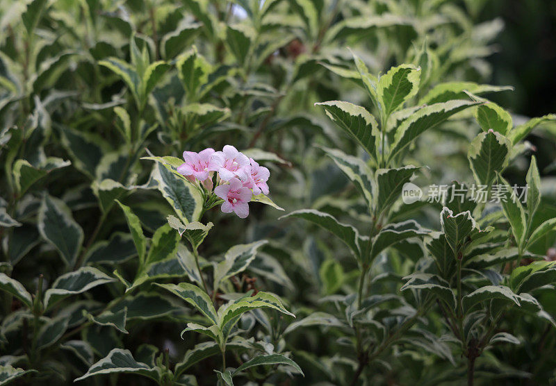 夏天的粉红色花和杂色的叶子