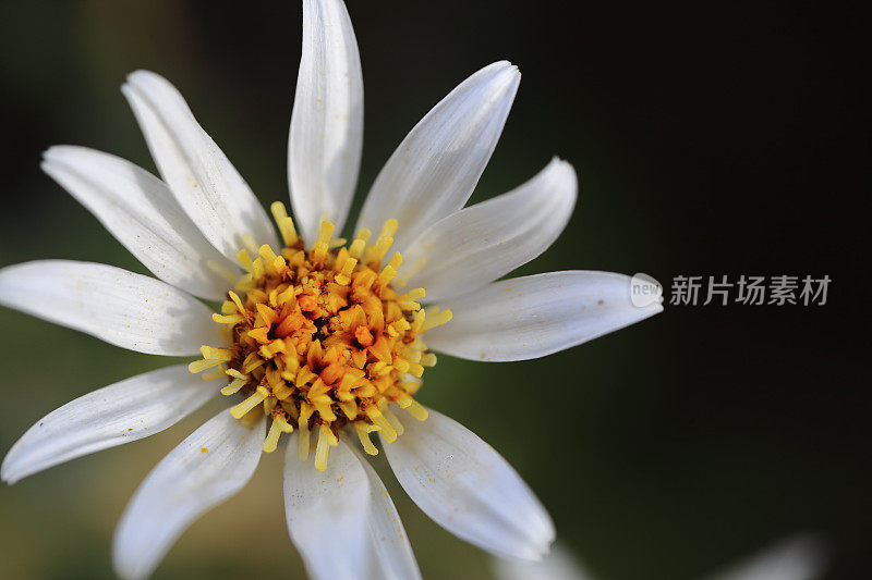 花植物雏菊银澳大利亚本土