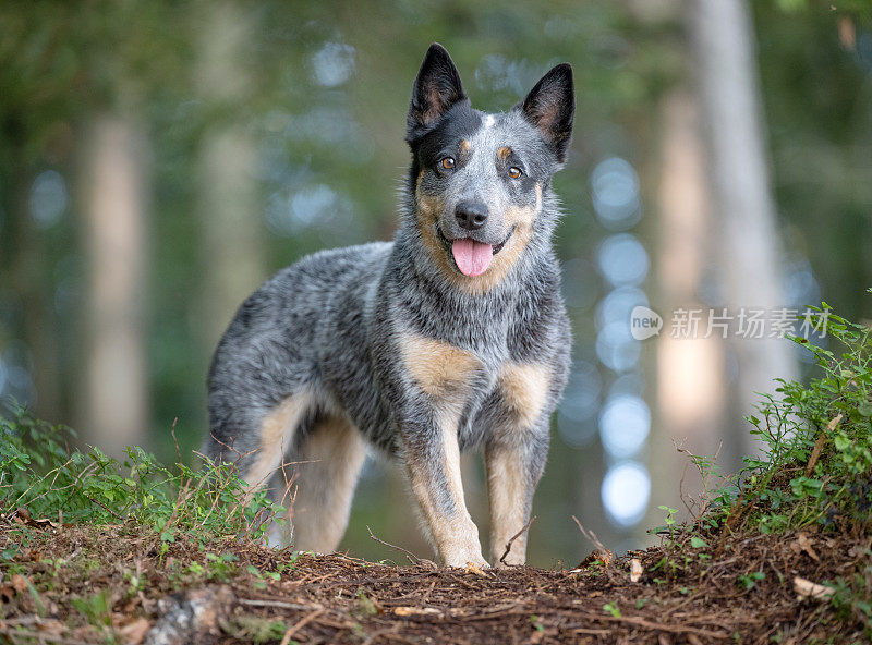 澳洲牧牛犬