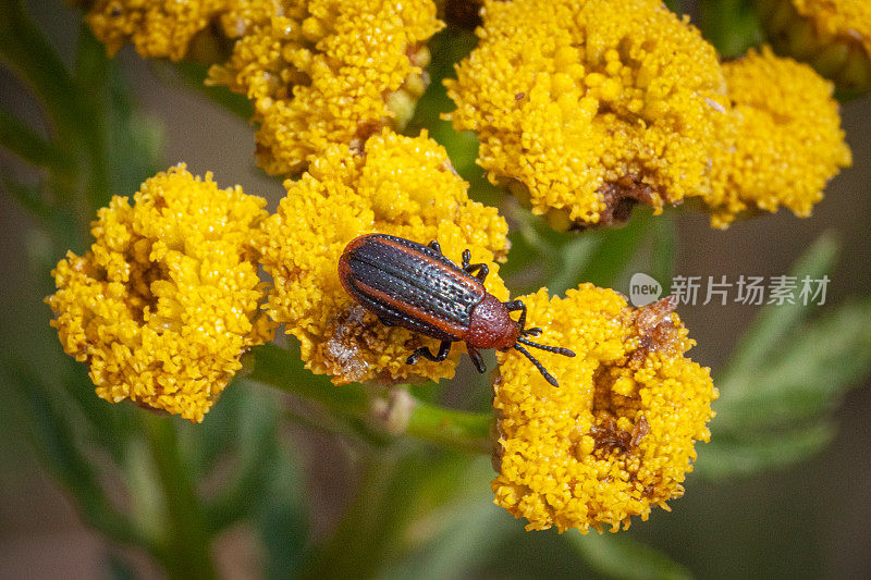 黄线海绒，(小霍帕拉)，海绒叶甲虫科。