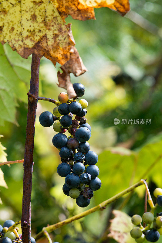 9月下旬，加拿大安大略省南部的林地里生长着野生葡萄