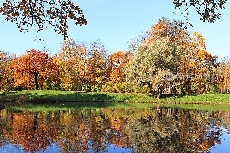 金秋时节在俄罗斯，背景。秋天的公园在十月的一个阳光明媚的日子里，湖面上飘着红红的枫叶和橡树。公园里美丽明亮的自然景观，四季分明，