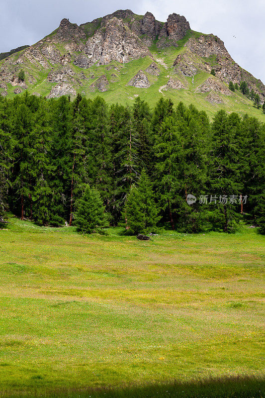 瑞士恩加丁，欧洲阿尔卑斯山的落叶松森林