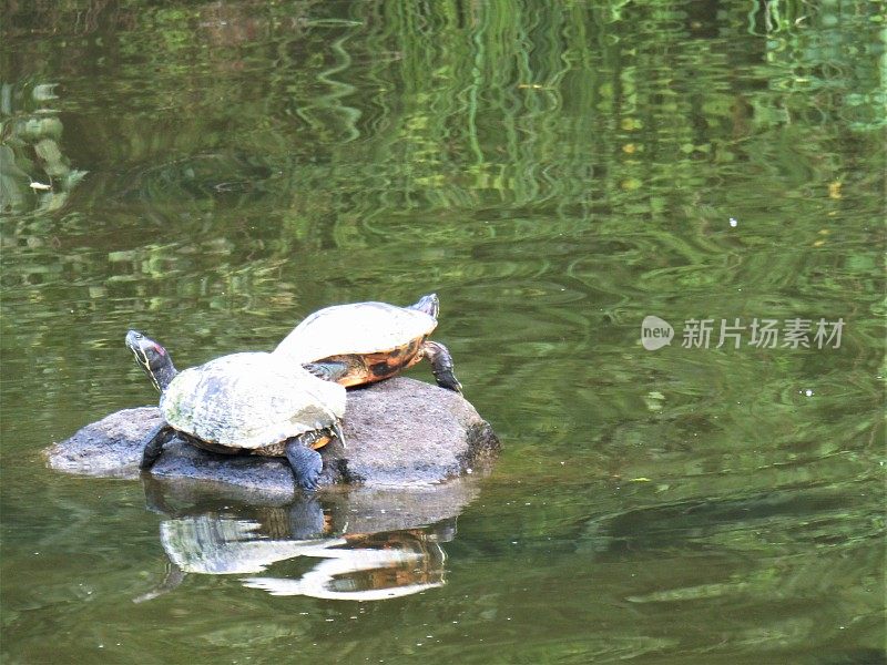 日本。8月。两只乌龟在池塘里的石头上休息。