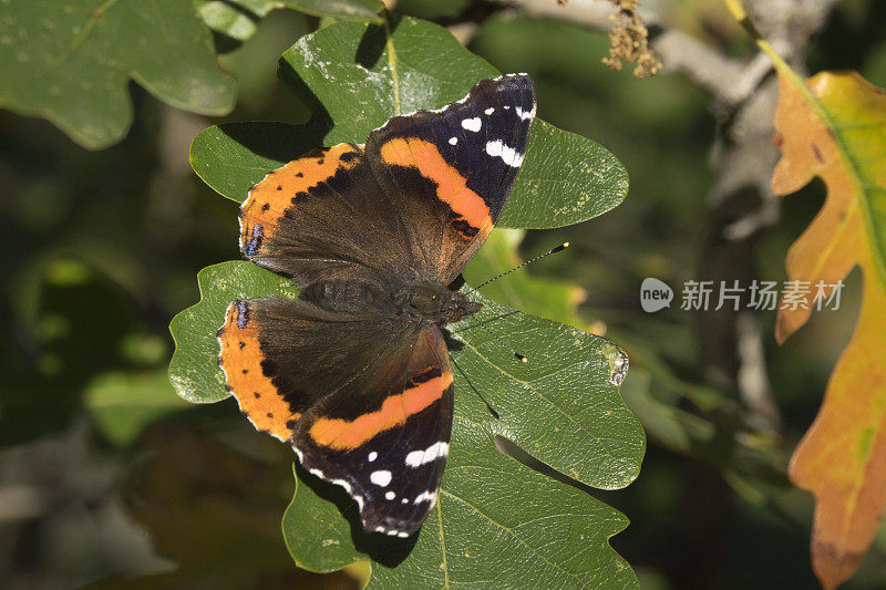 秋天，红海军蝴蝶在科罗拉多州莫里森山猎鹰灌木丛中取暖