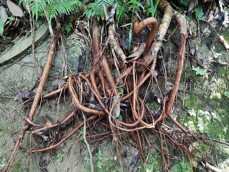 产于香港的热带树根